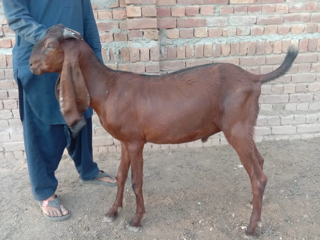 Pure Desi Mixed Breed