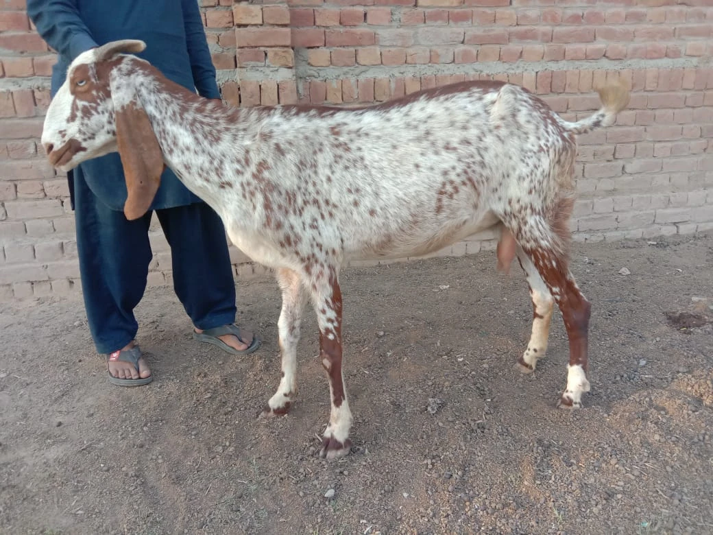 Desi Bakri (Mixed female)