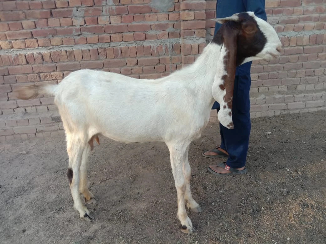 Desi Bakri (Female Mixed Breed)-Image 1