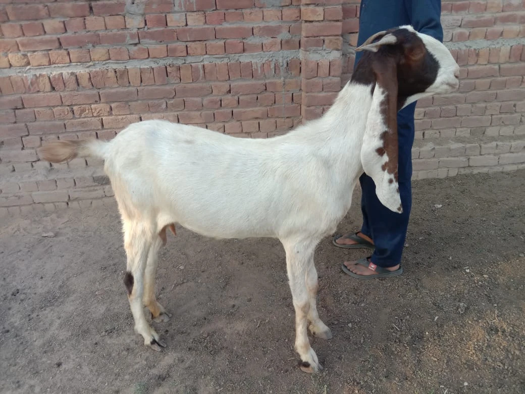 Desi Bakri (Female Mixed Breed)