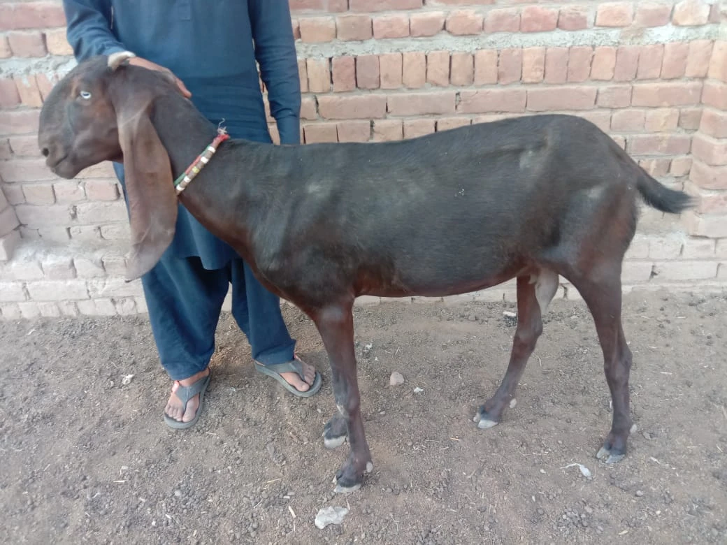 Desi Female Goat(Mixed Breed)-Image 1