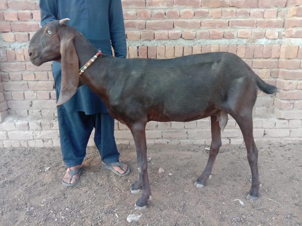 Desi Female Goat(Mixed Breed)