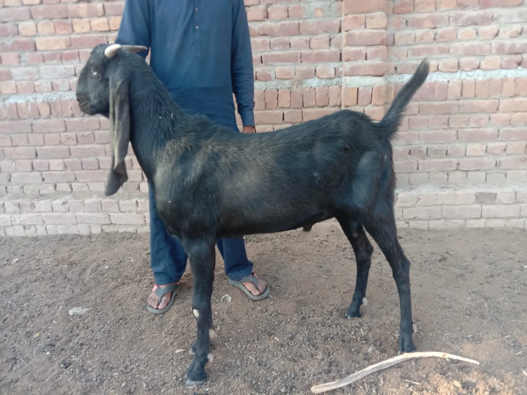 Desi Bakra (Mixed Breed)-Image 1