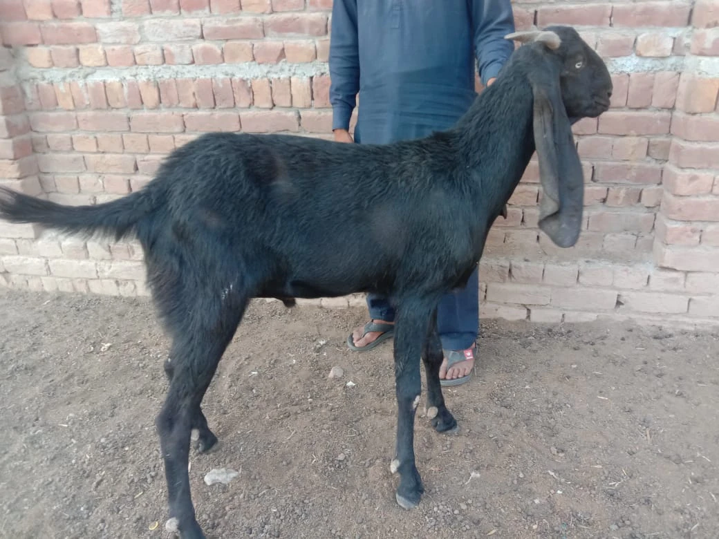 Desi Bakra (Mixed Breed)