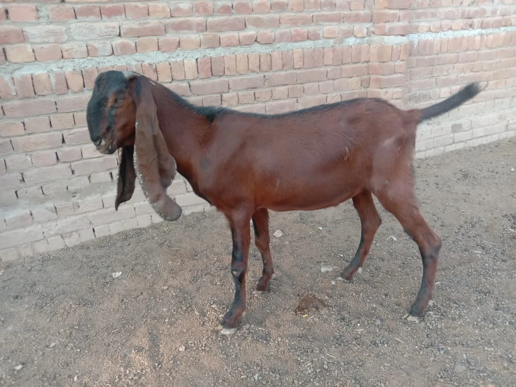 Desi Mixed Breed Goat