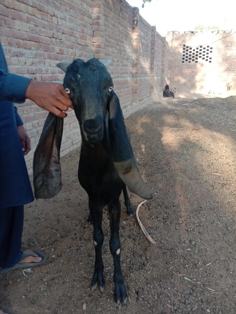 Desi Mixed Bakra