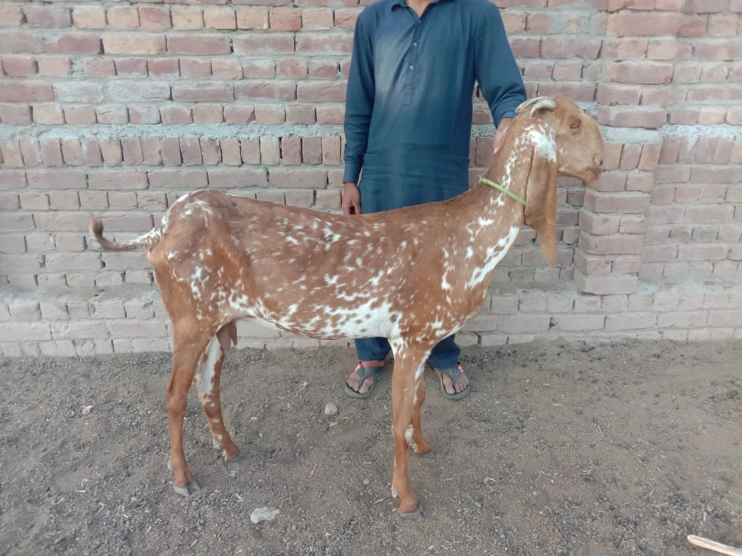 Desi Bakri (Mixed Breed)