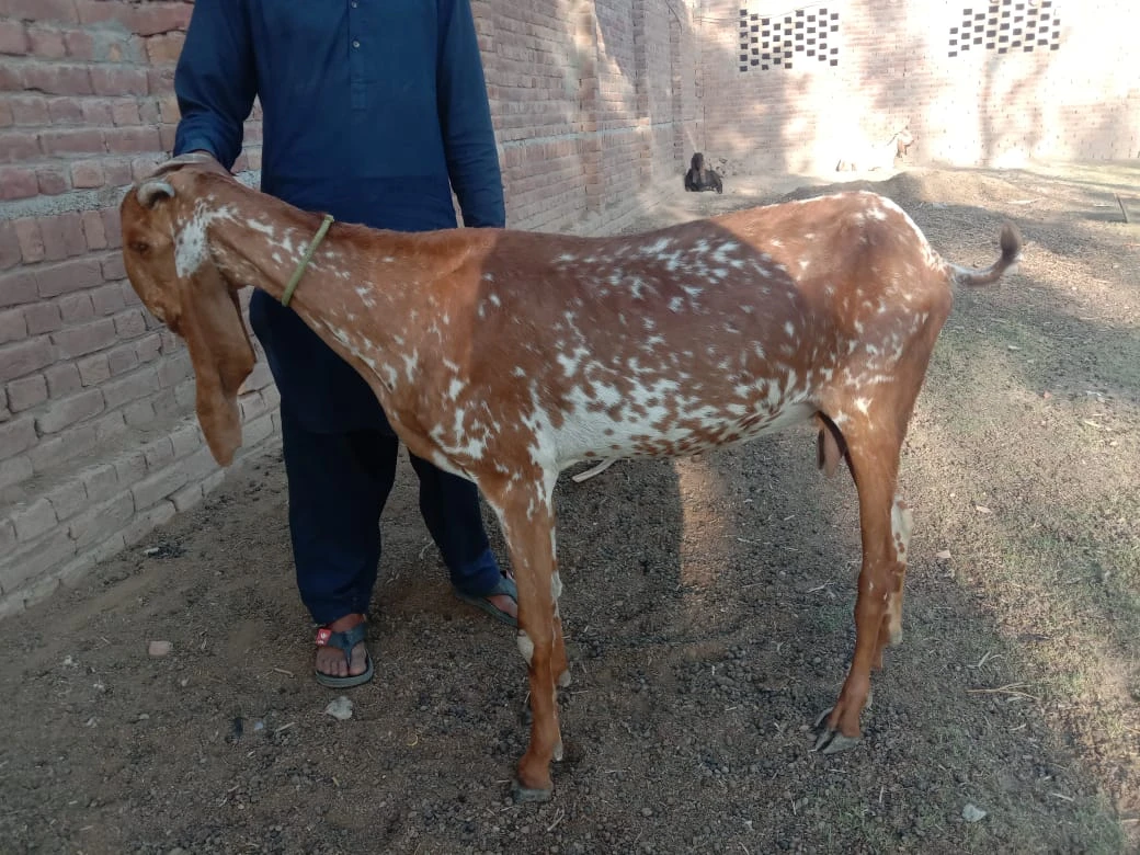 Desi Bakri (Mixed Breed)