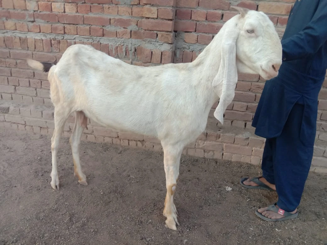 Desi Bakri (Female Mixed Breed)