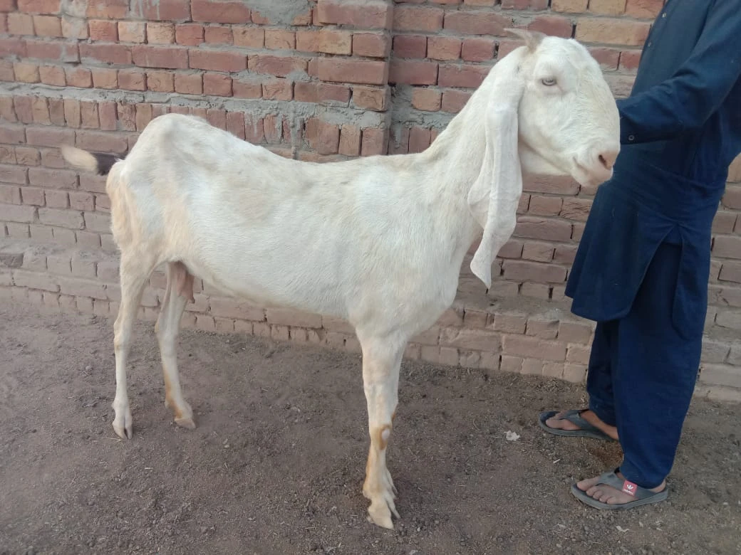 Desi Bakri (Female Mixed Breed)