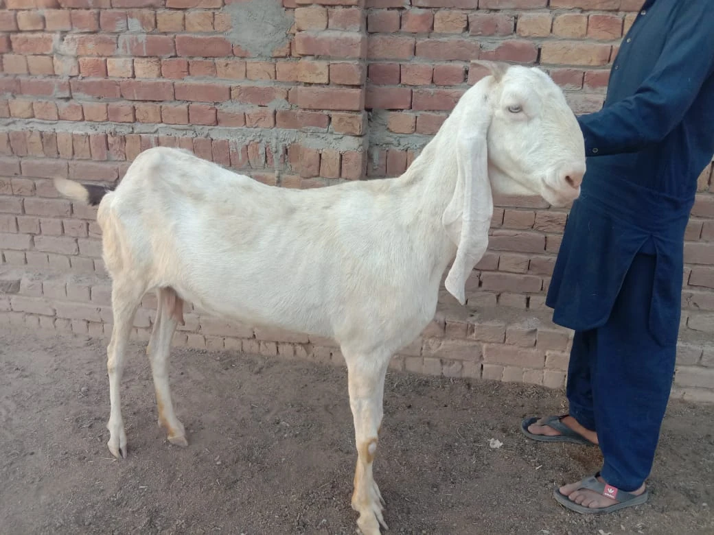 Desi Bakri (Female Mixed Breed)