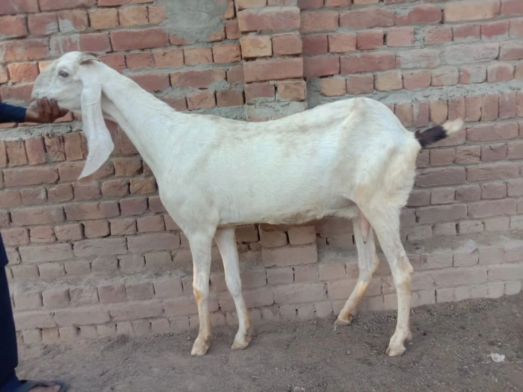 Desi Bakri (Female Mixed Breed)