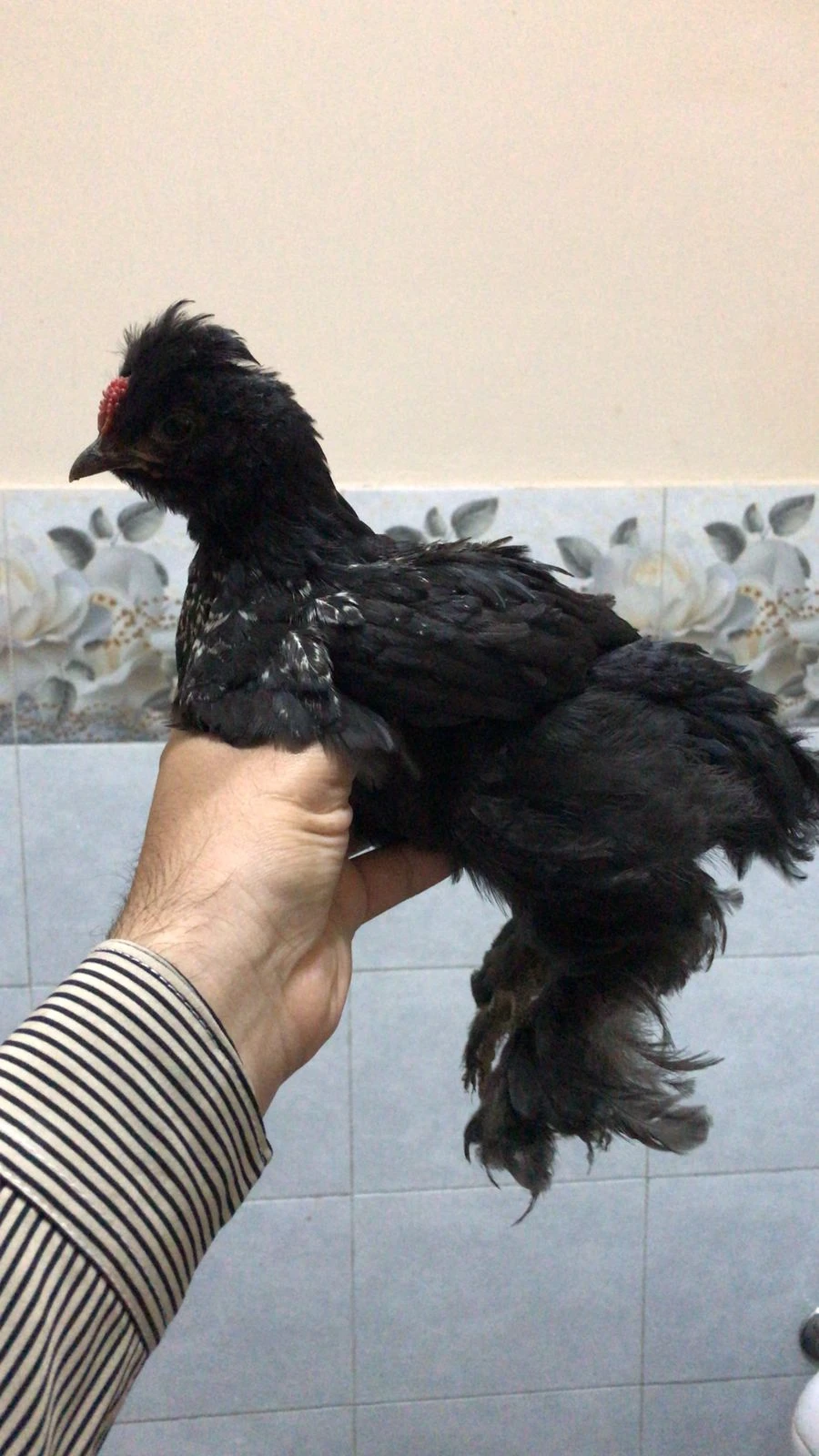 Black Polish Fancy Hen