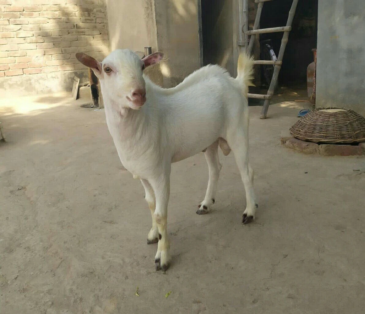 White Teddy Bakra For Sale-Image 1