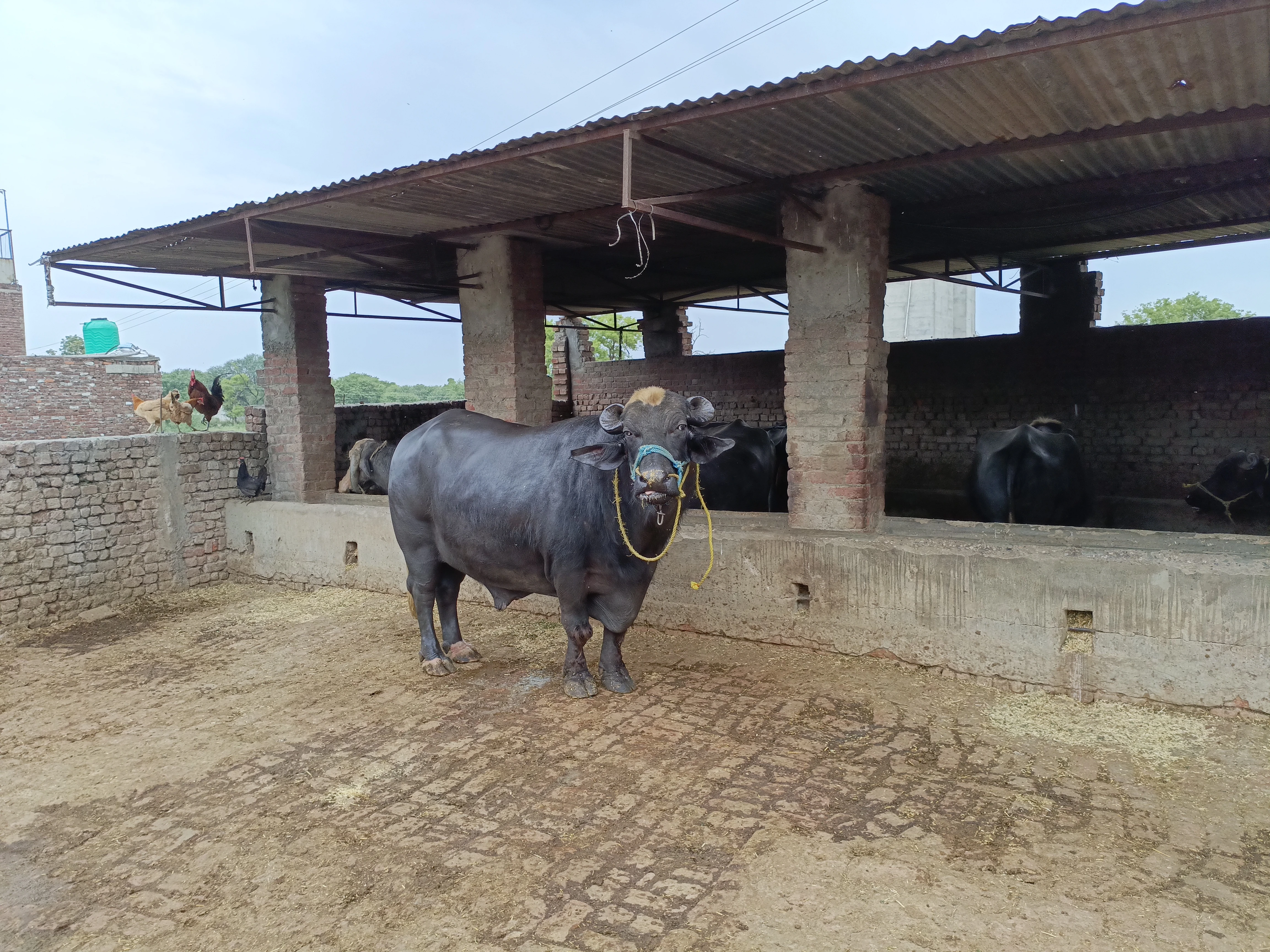 Bull Sale-Image 4