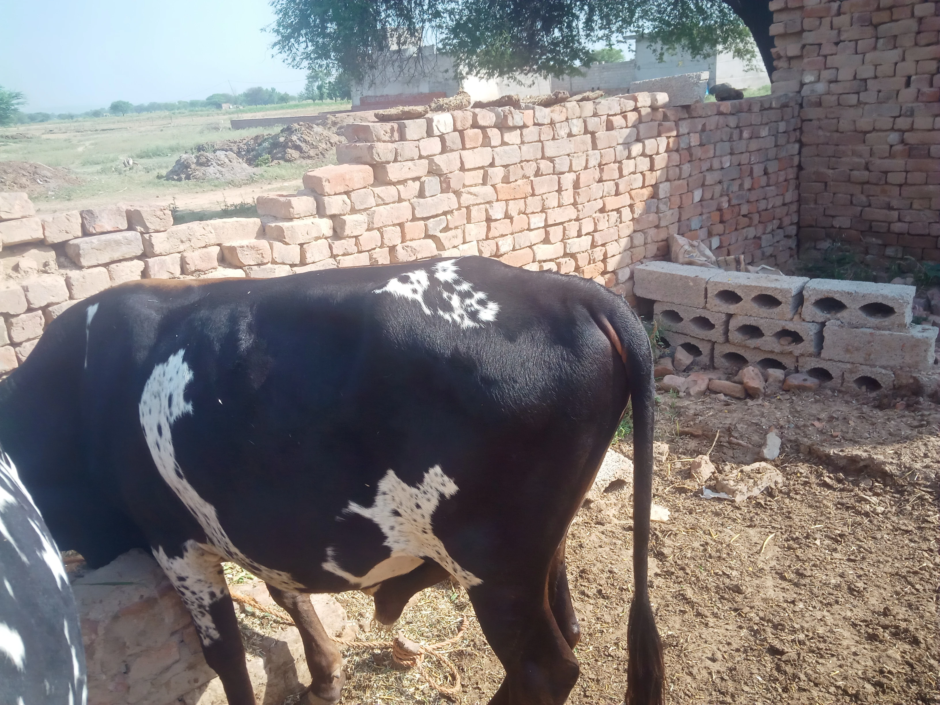 Bail qurbani janwar for sale-Image 1