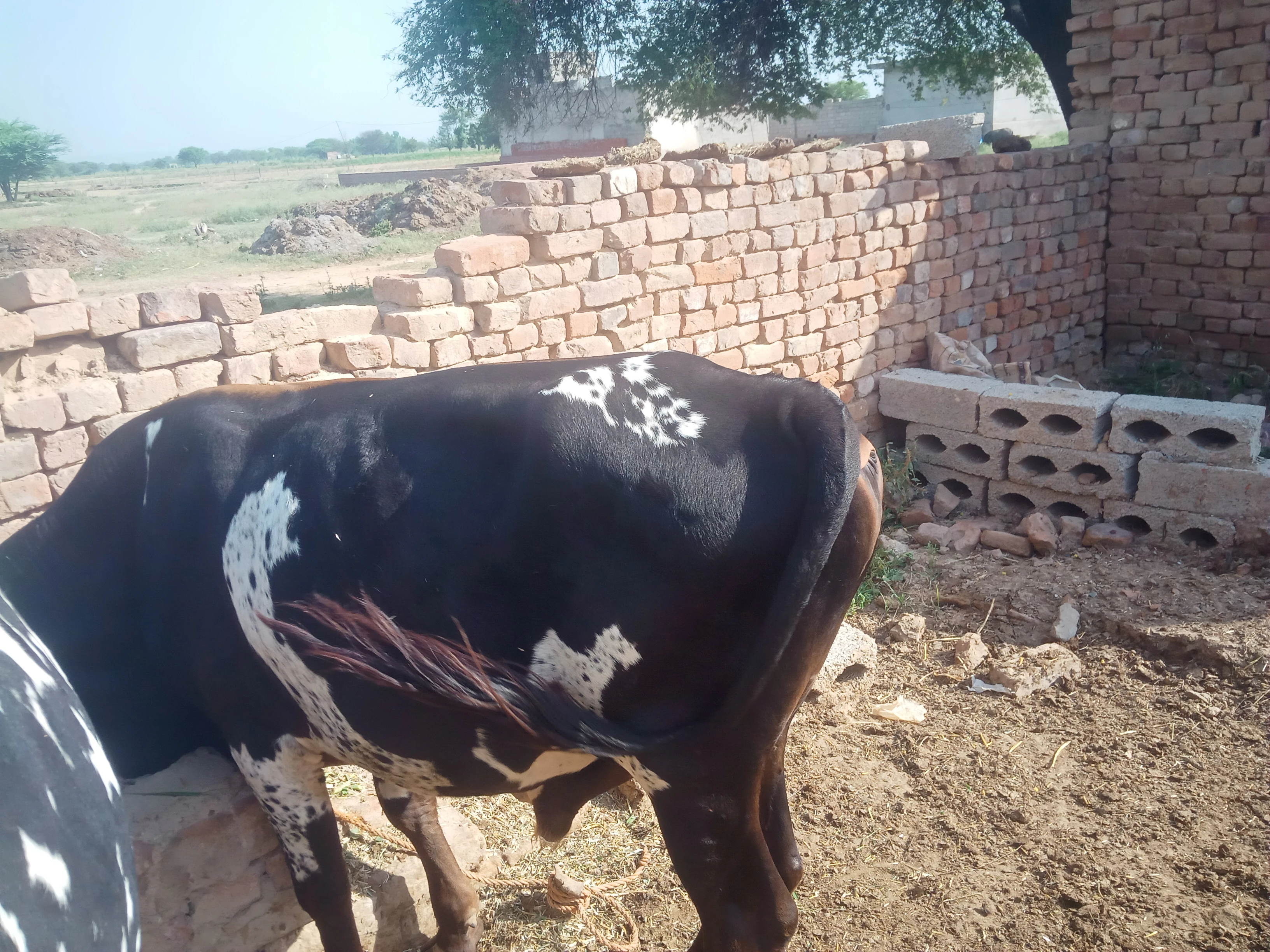 Bail qurbani janwar for sale-Image 4