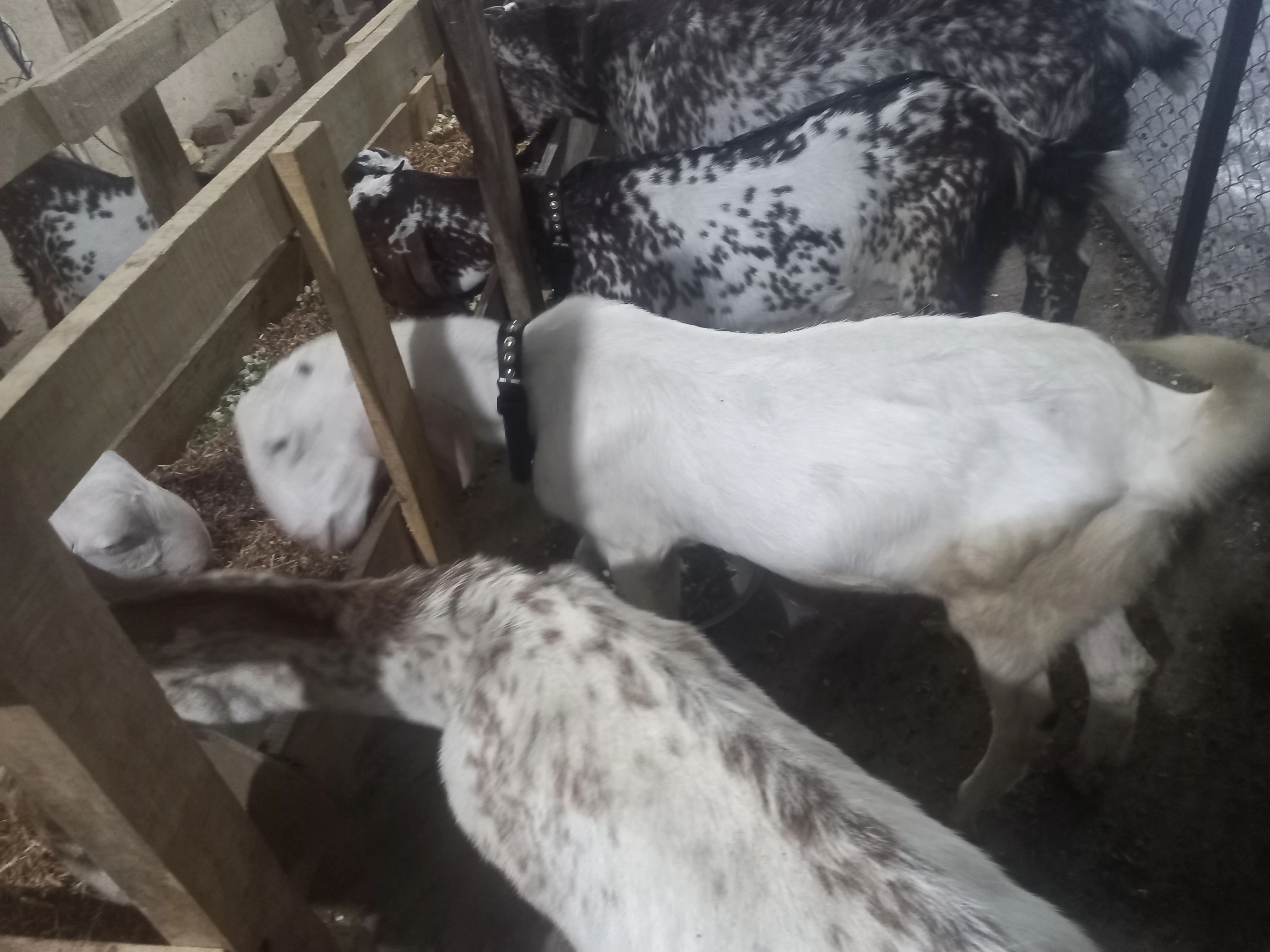 5 bakry qurbani waly for sale