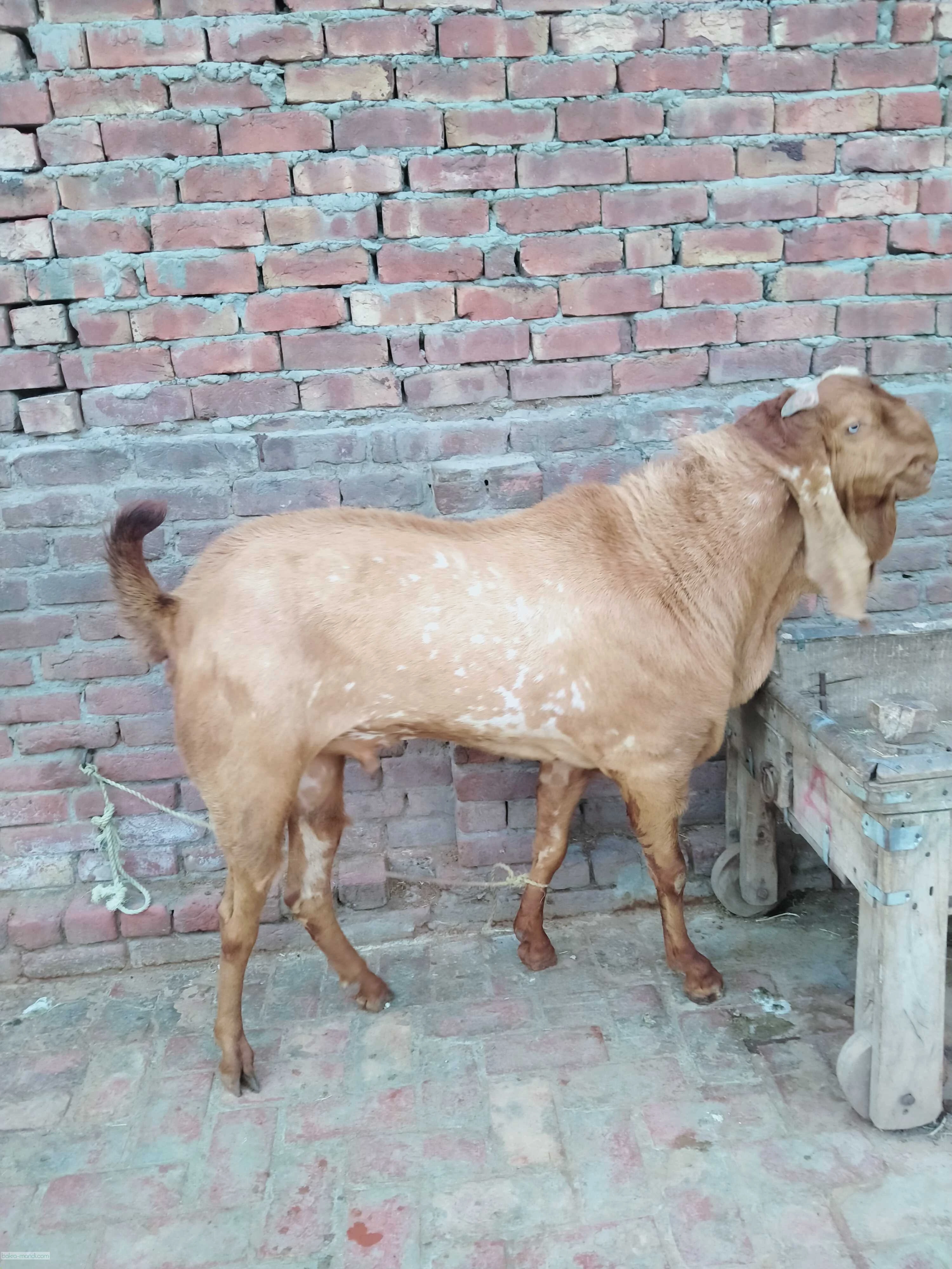 Bakra For qurbani-Image 1