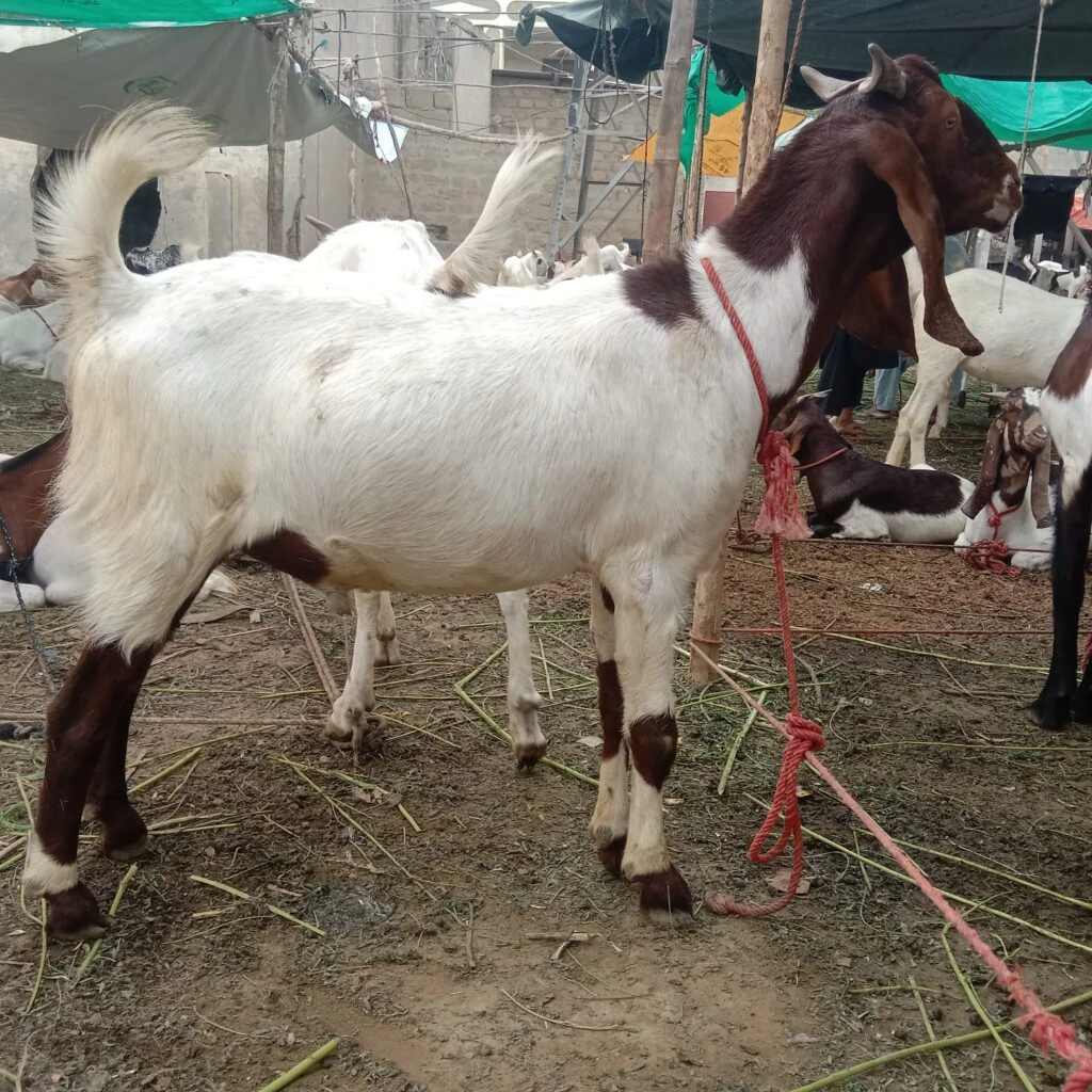 Cross Bakra For Sale