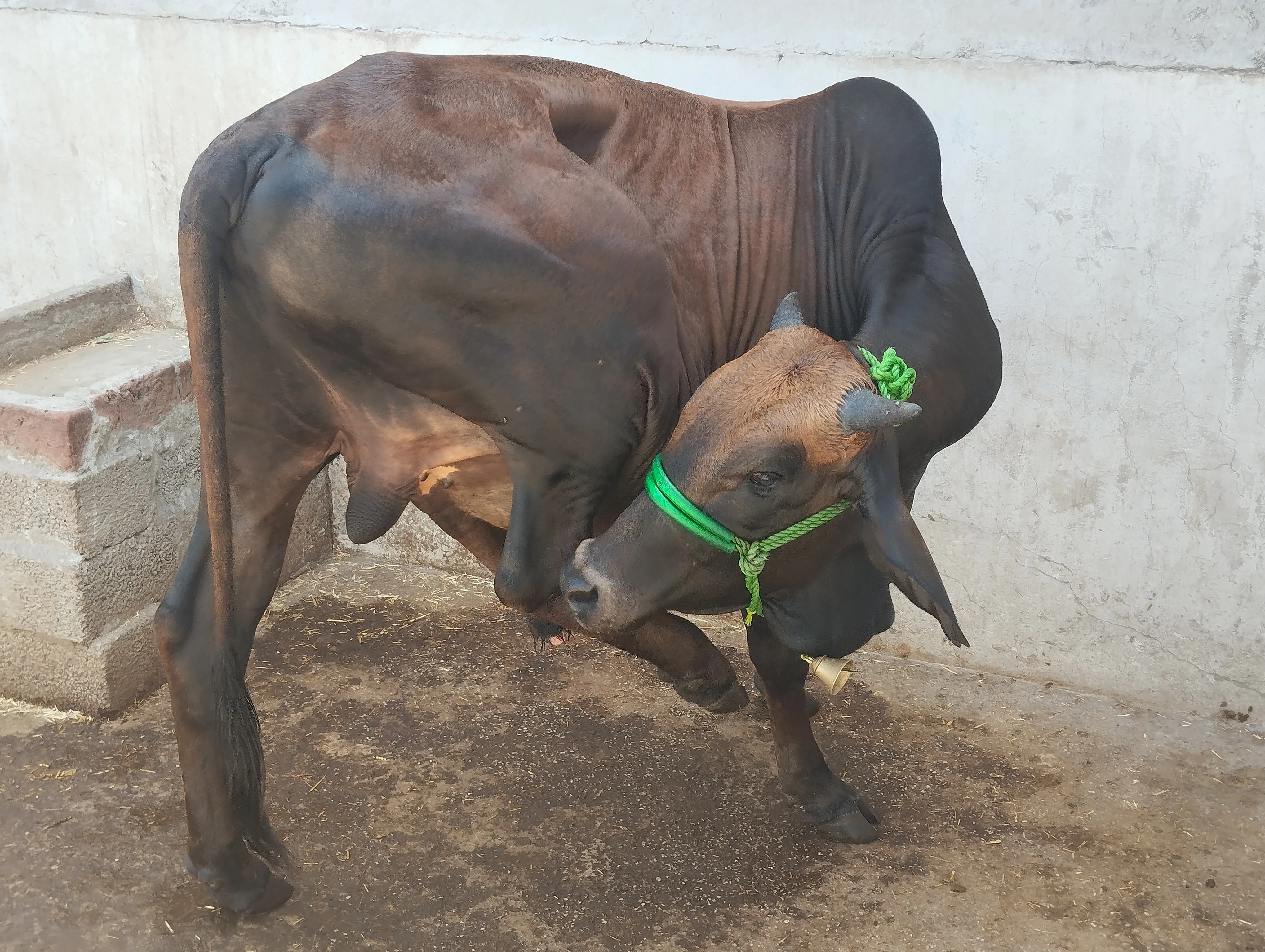 Male wacha cow 2 dant-Image 1