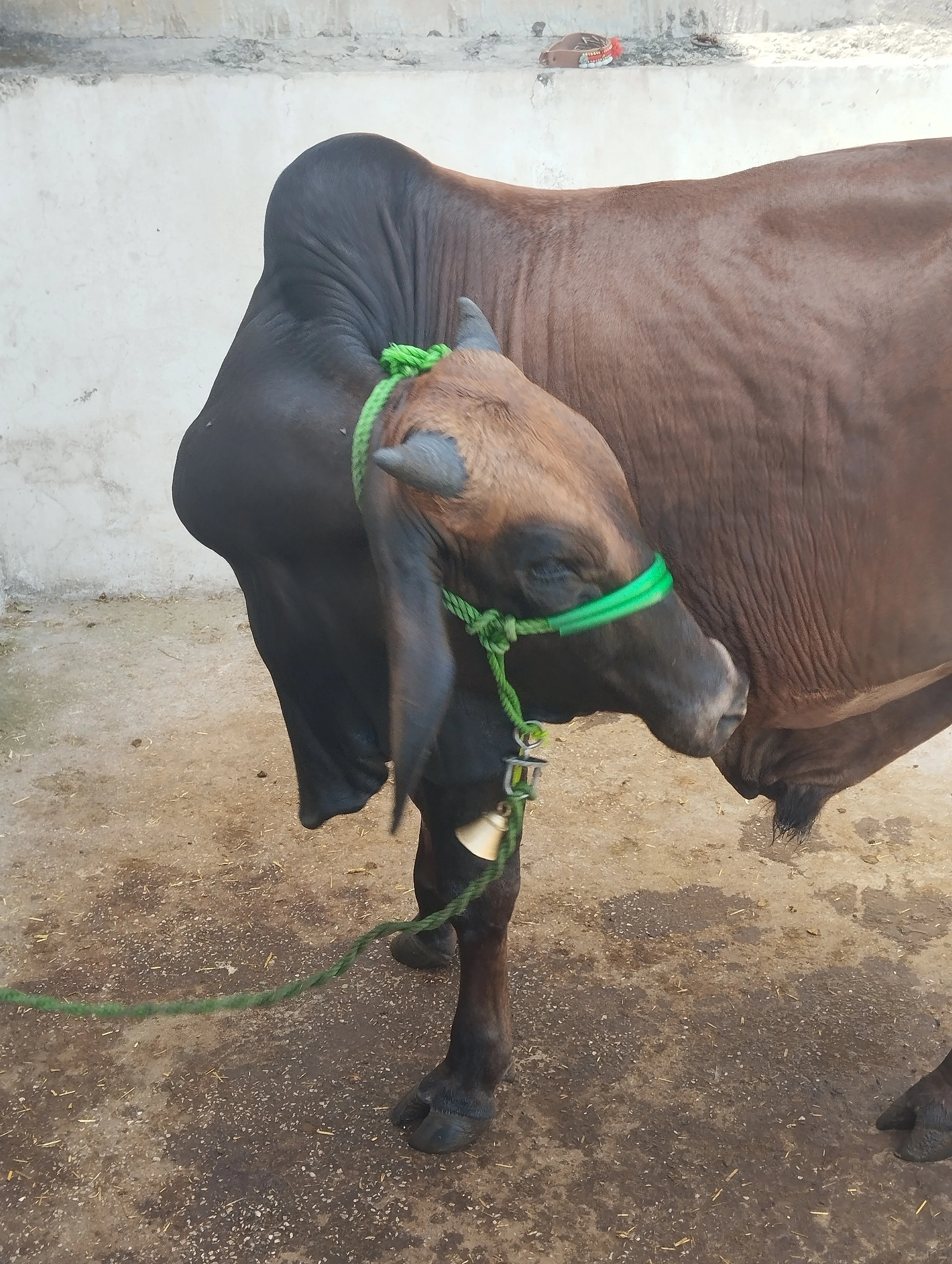 Male wacha cow 2 dant-Image 2