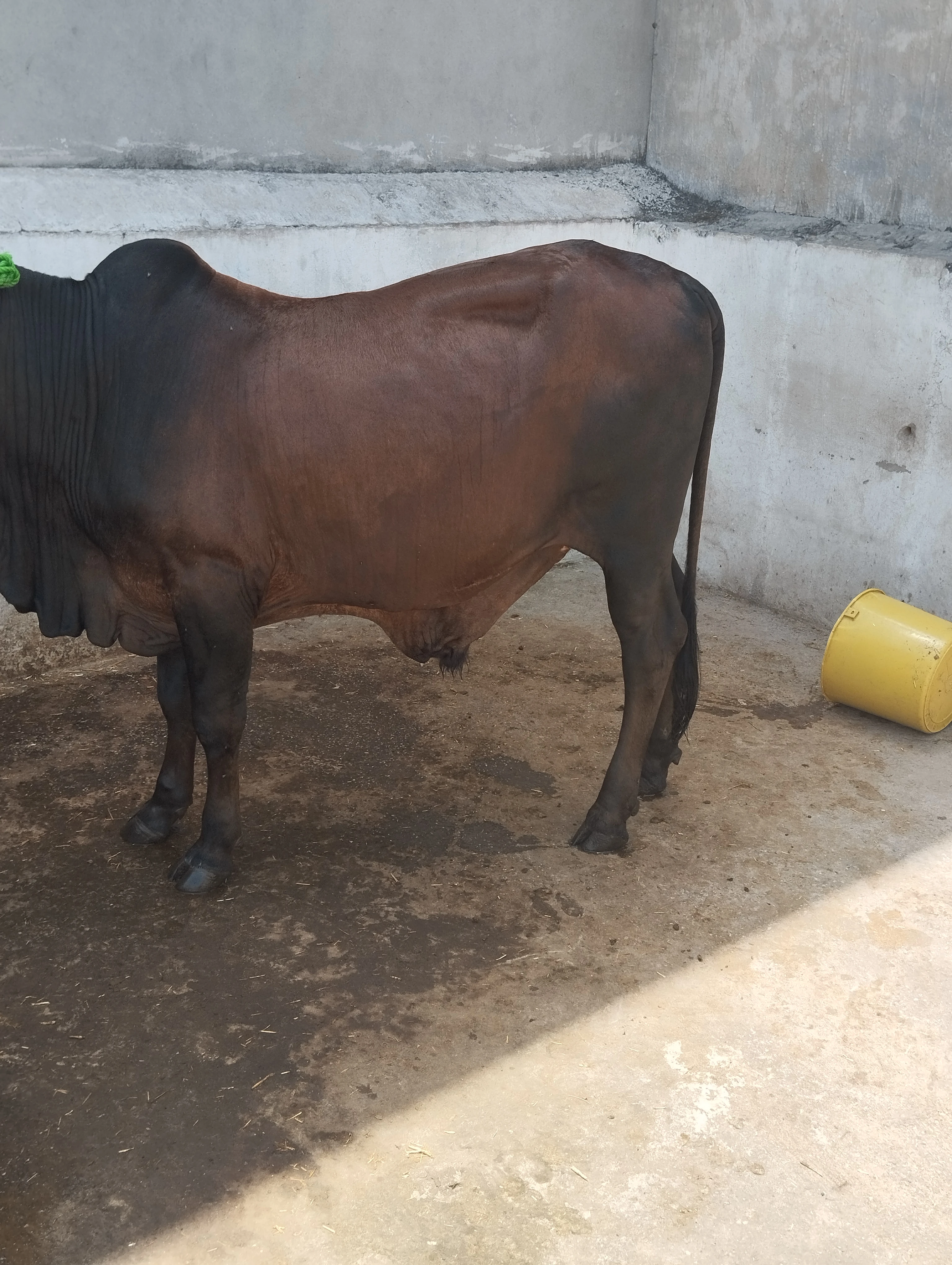 Male wacha cow 2 dant-Image 5