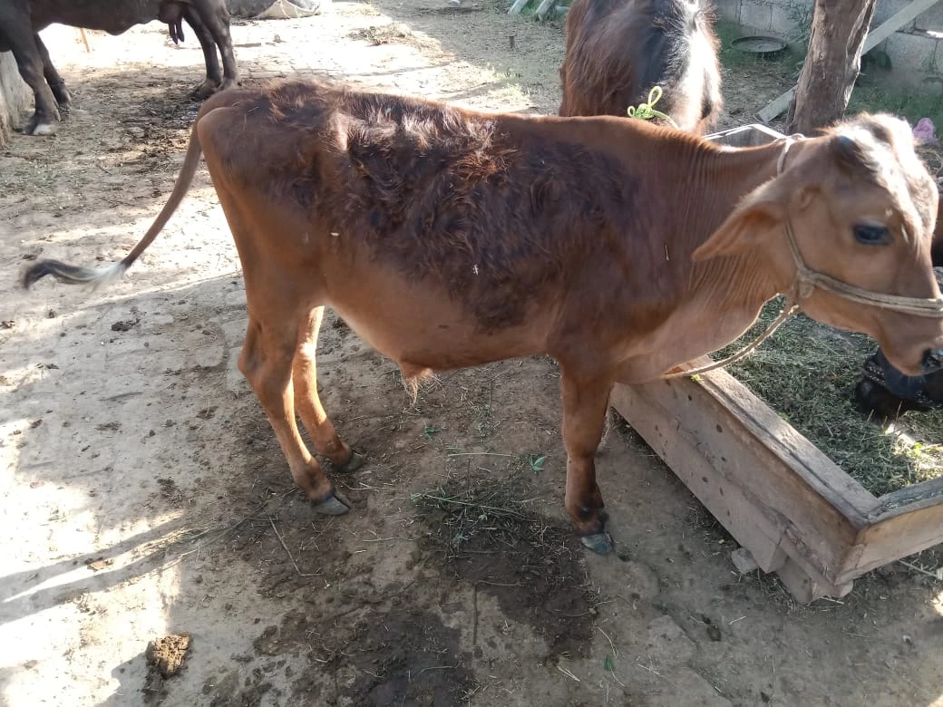 Male Cow-Image 3