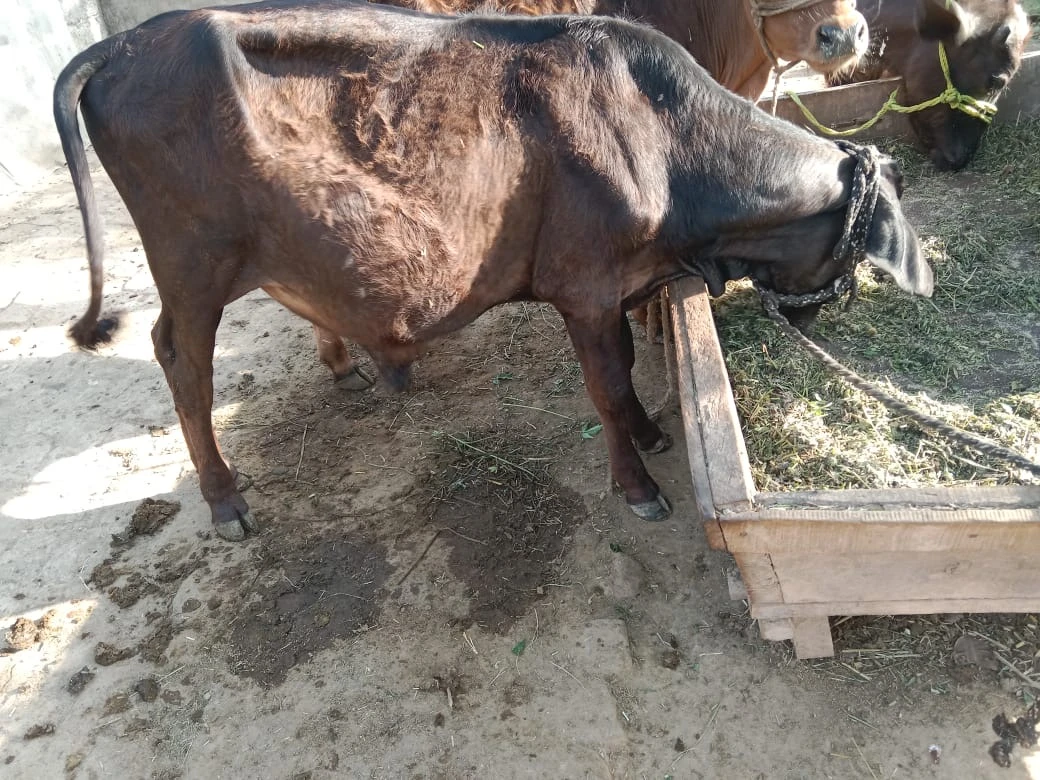 Male Cow-Image 2