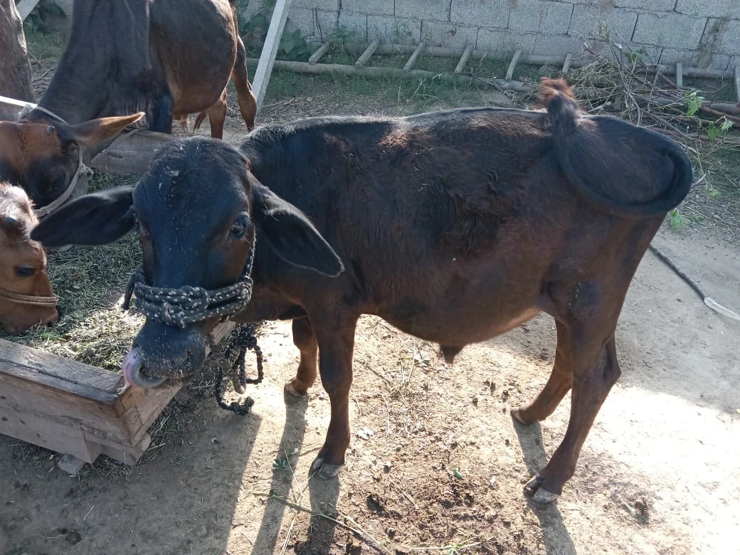 Male Cow-Image 3