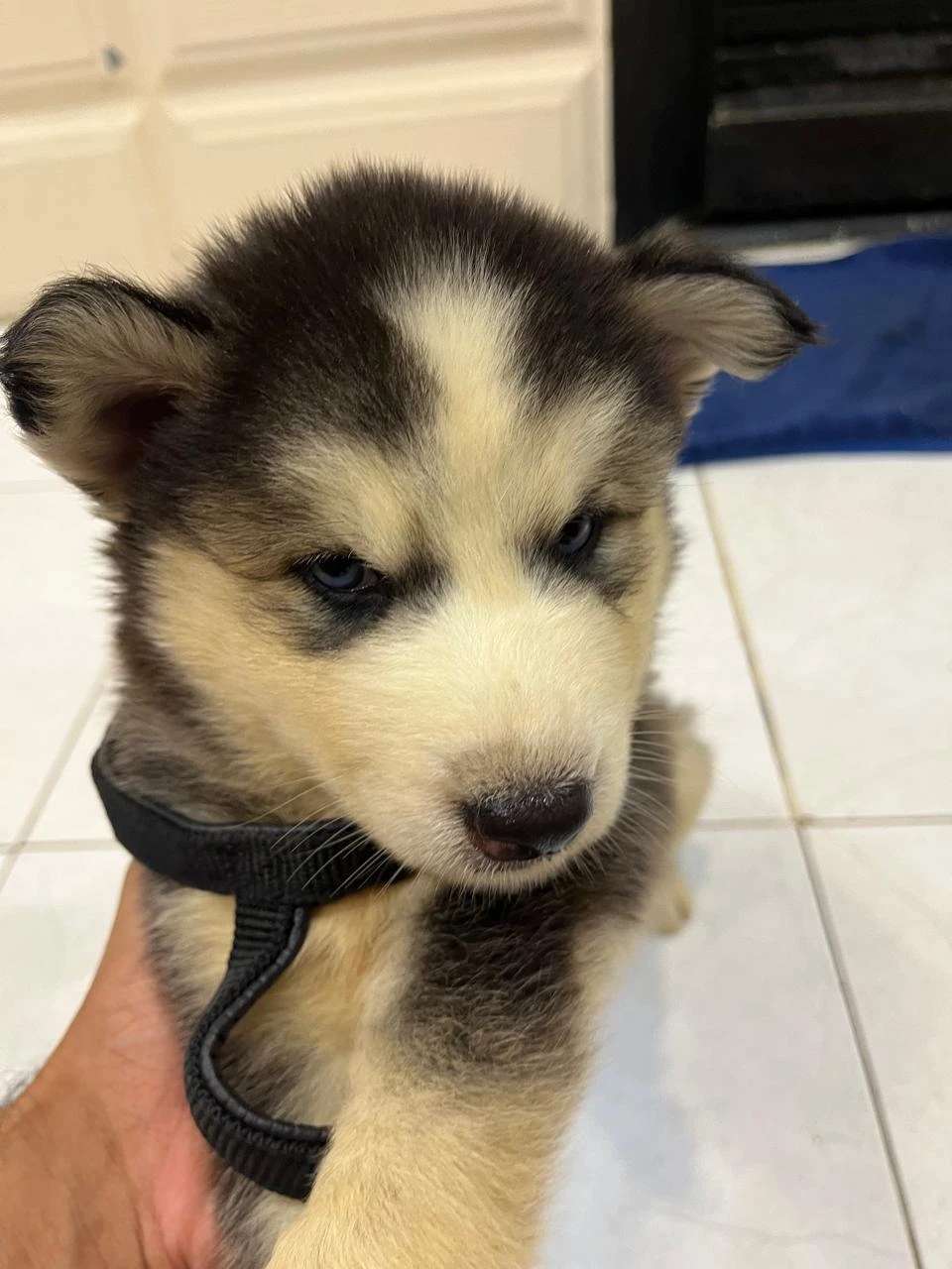 Siberian Husky