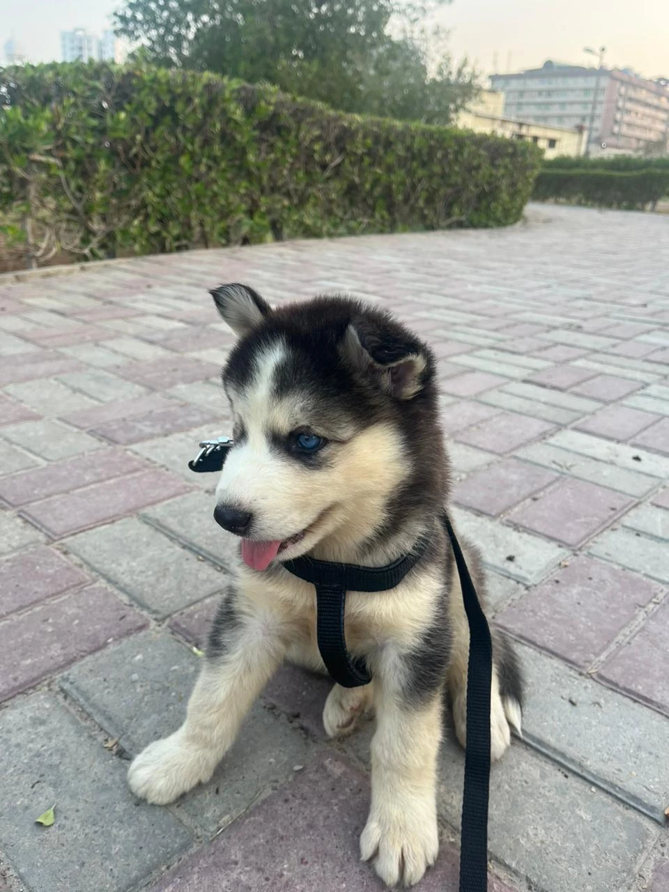 Siberian Husky