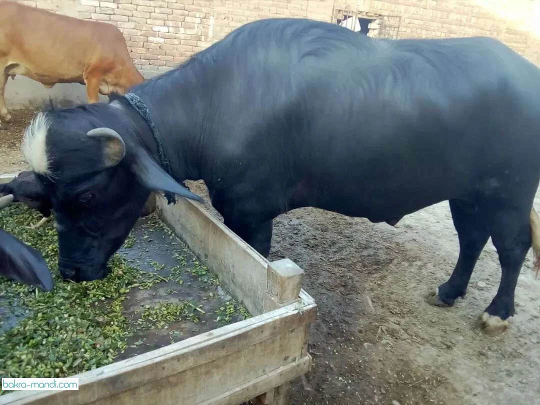 Buffalo For sale qurbani