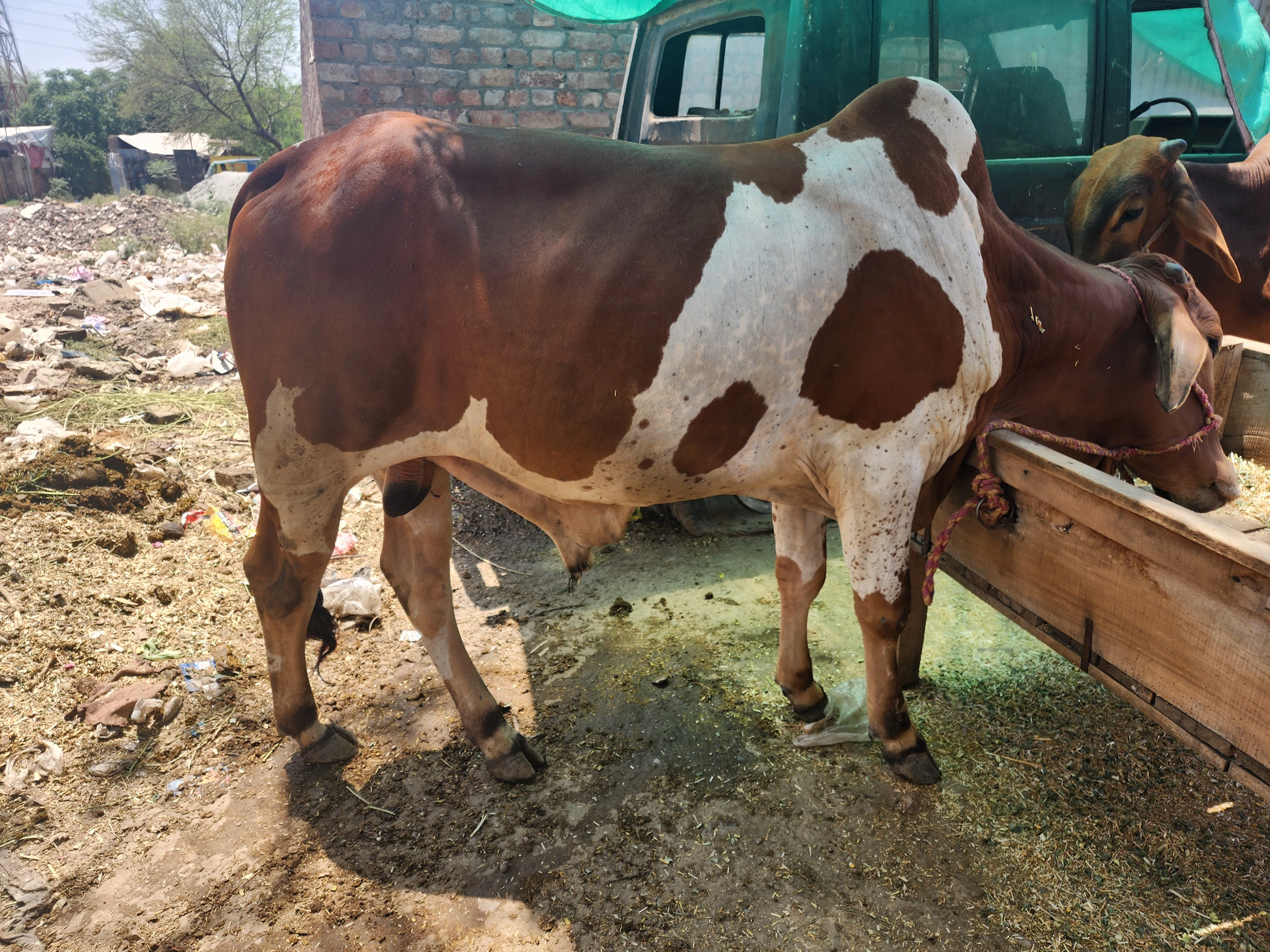 Cow for qurbani-Image 4