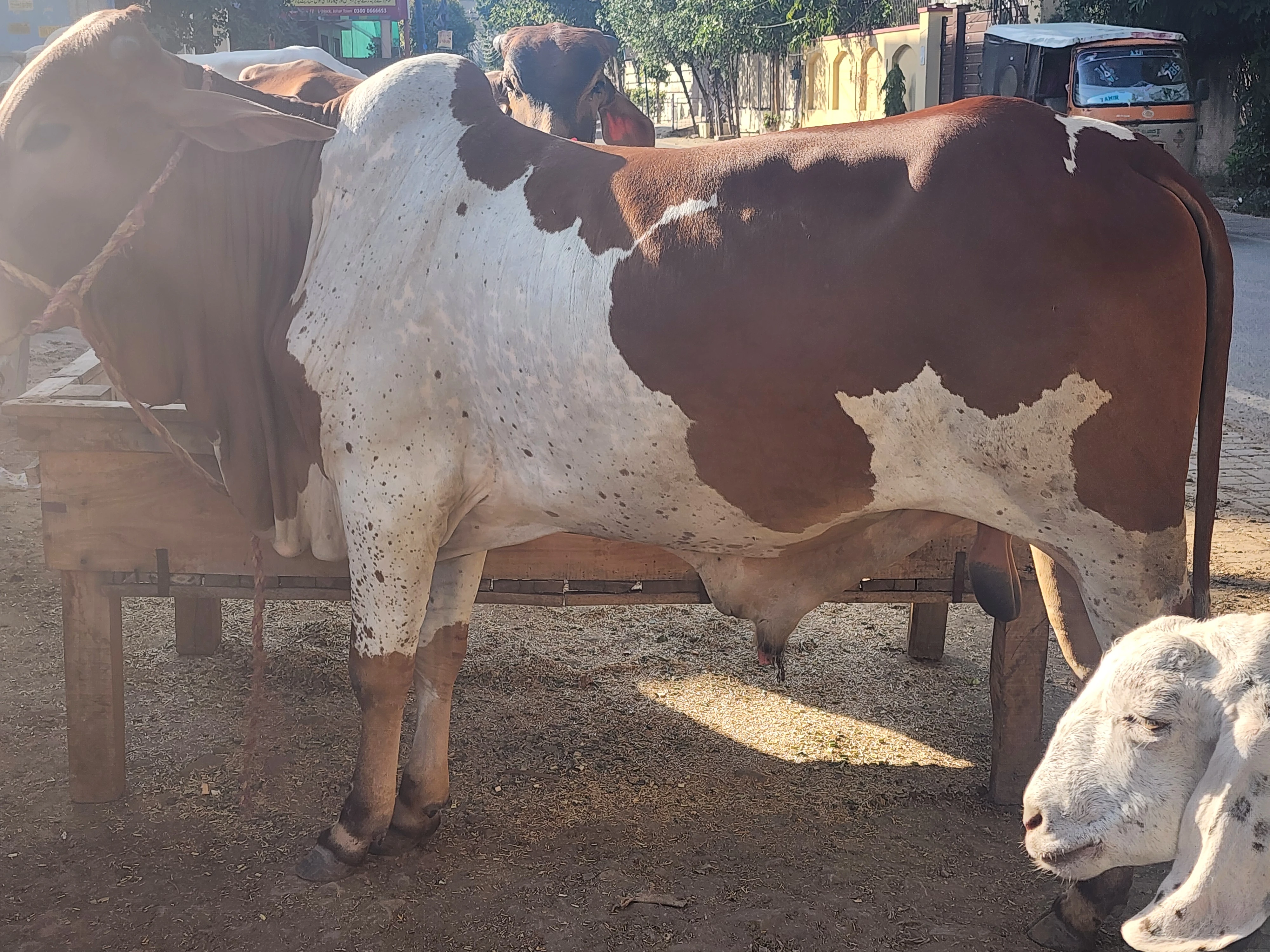 Cow for qurbani-Image 5