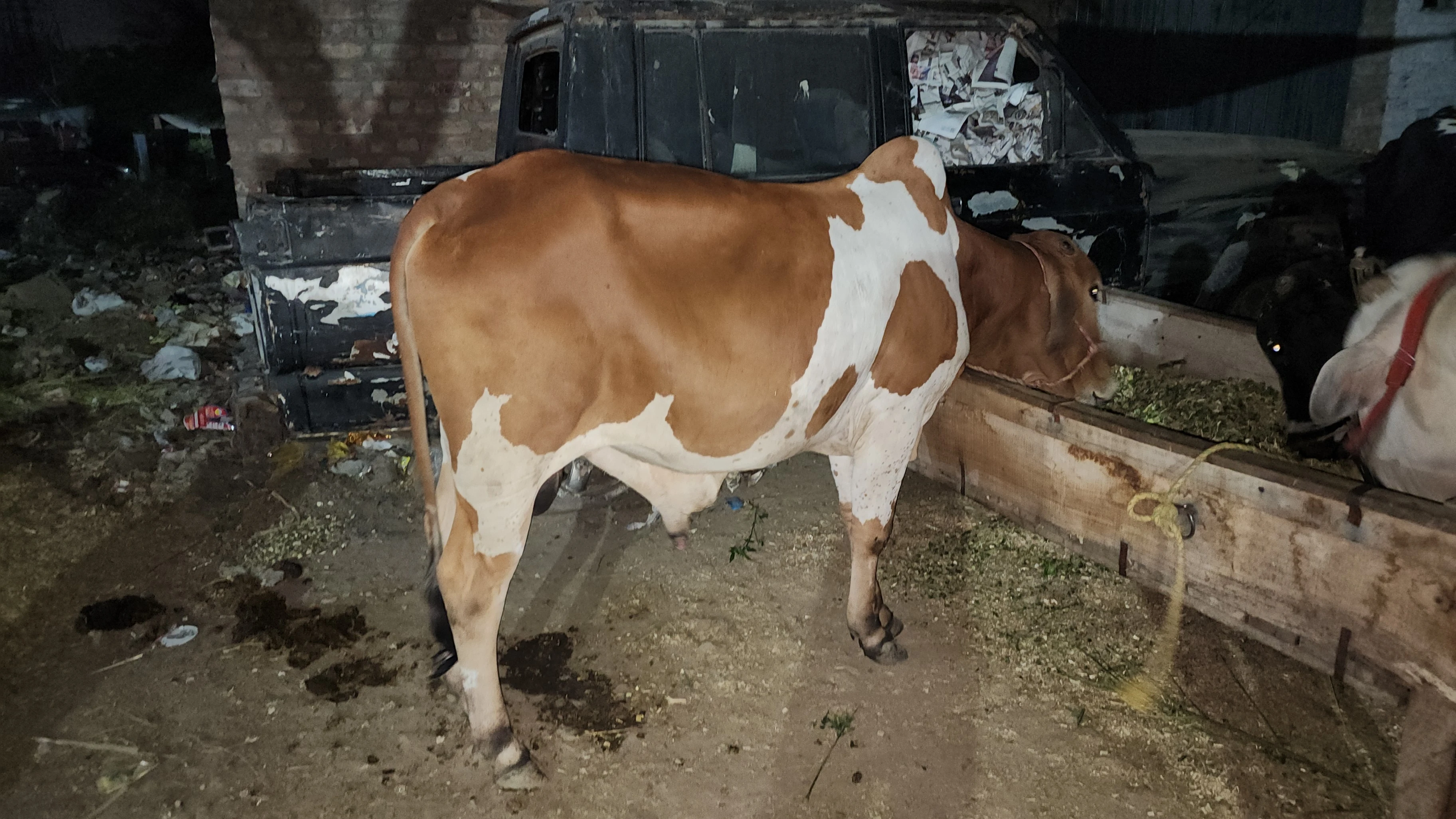 Cow for qurbani-Image 6