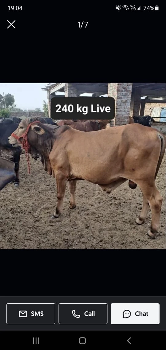 Cow for Qurbani