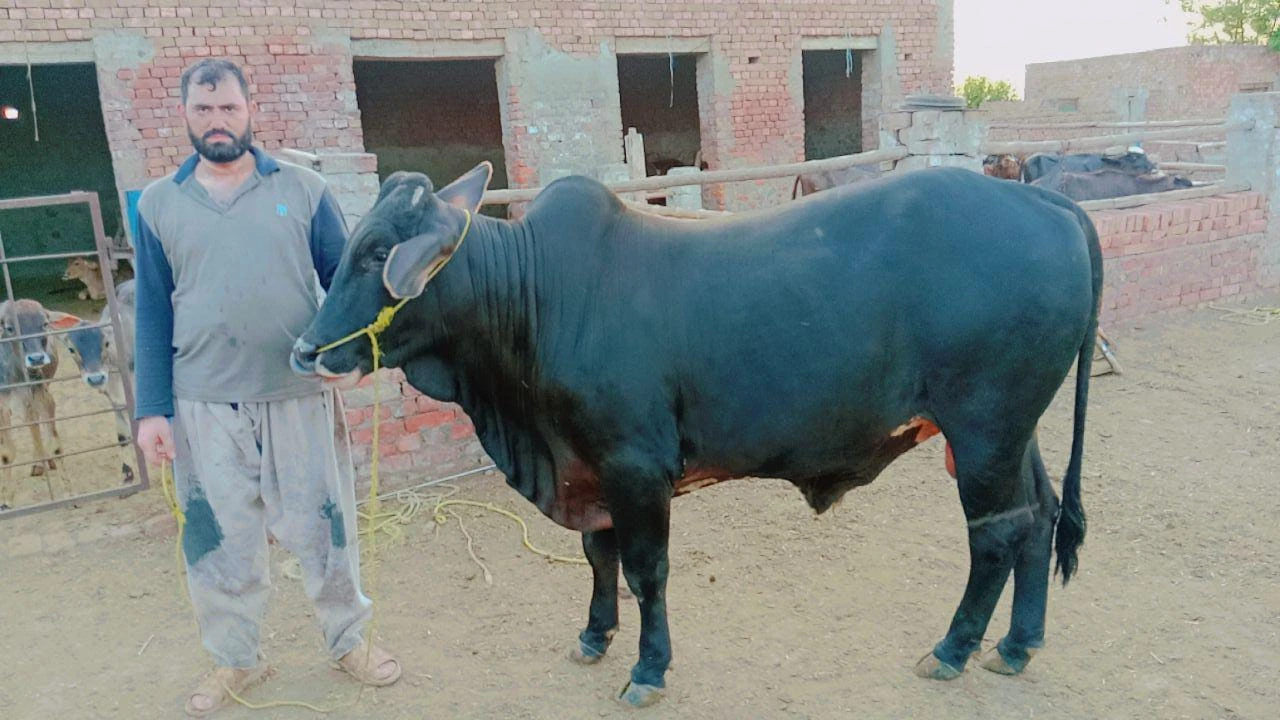 Sahiwali Nasal Bull for qurbani-Image 1