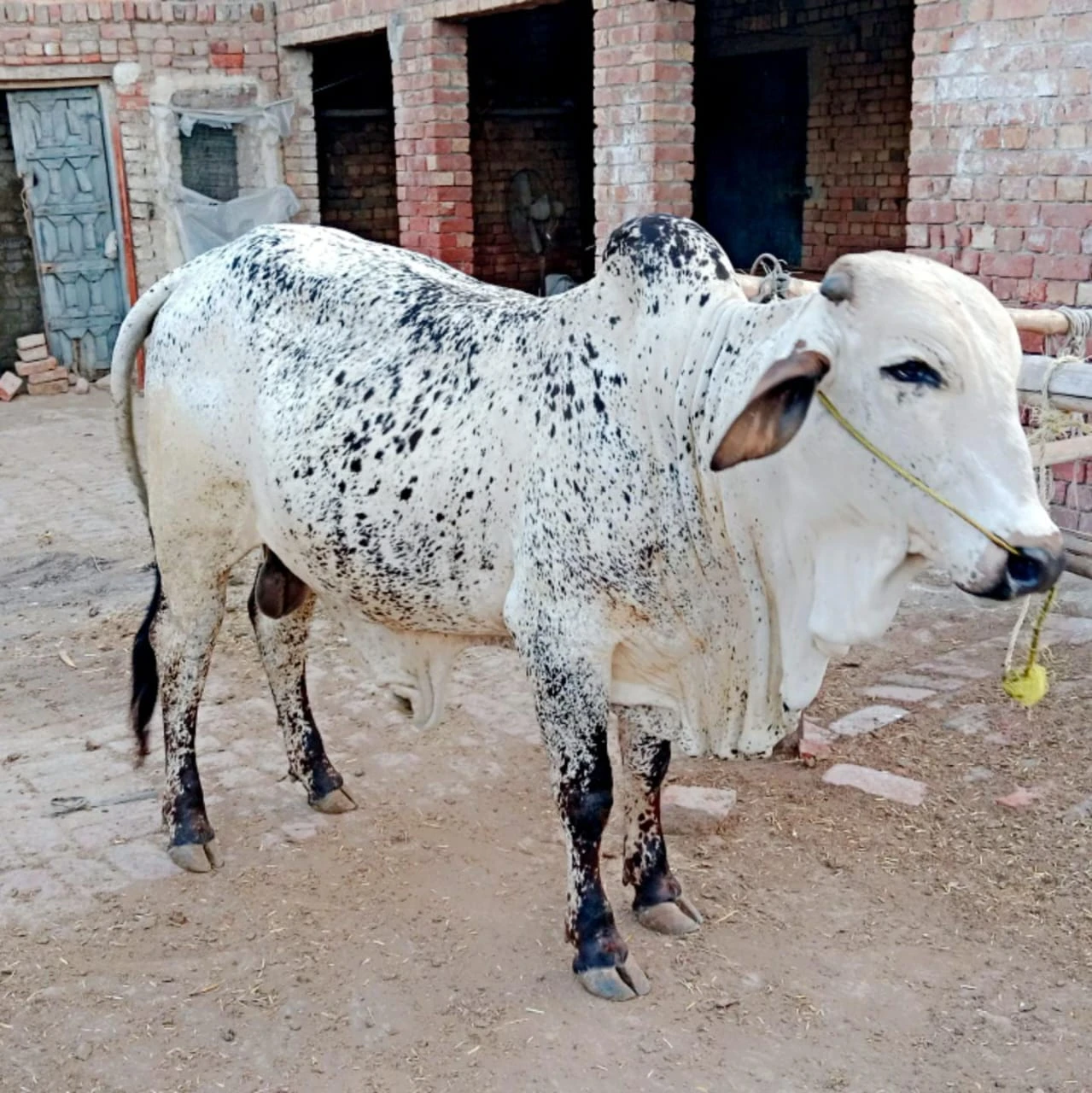 Sahiwali Bull For Qurbani-Image 1