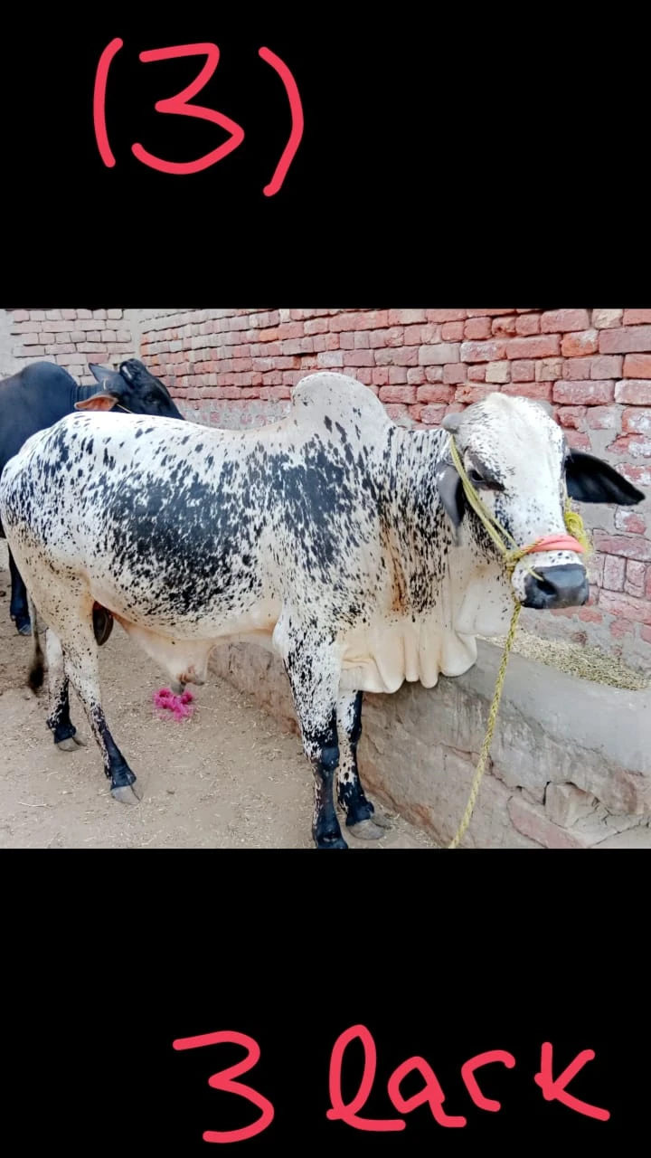 Bull For Qurbani