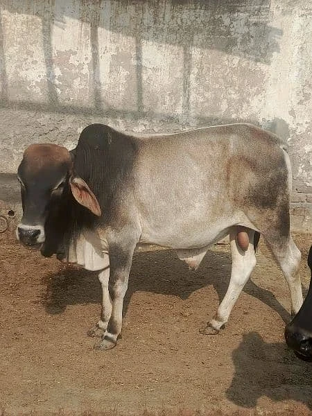 Bull / Cow For Sale-Image 1