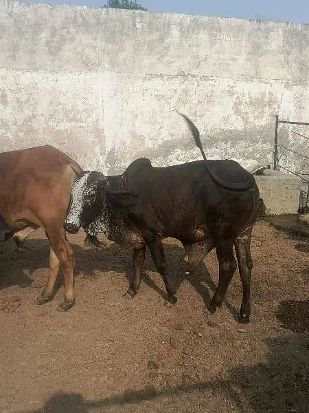 Qurbani Bull For Sale-Image 1