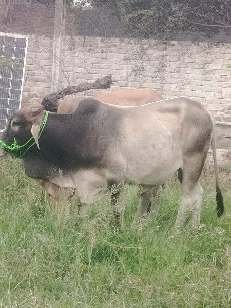 Qurbani Bull For Sale-Image 1