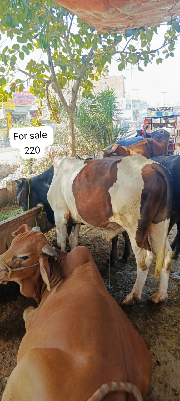 Bull for qurbani for sale