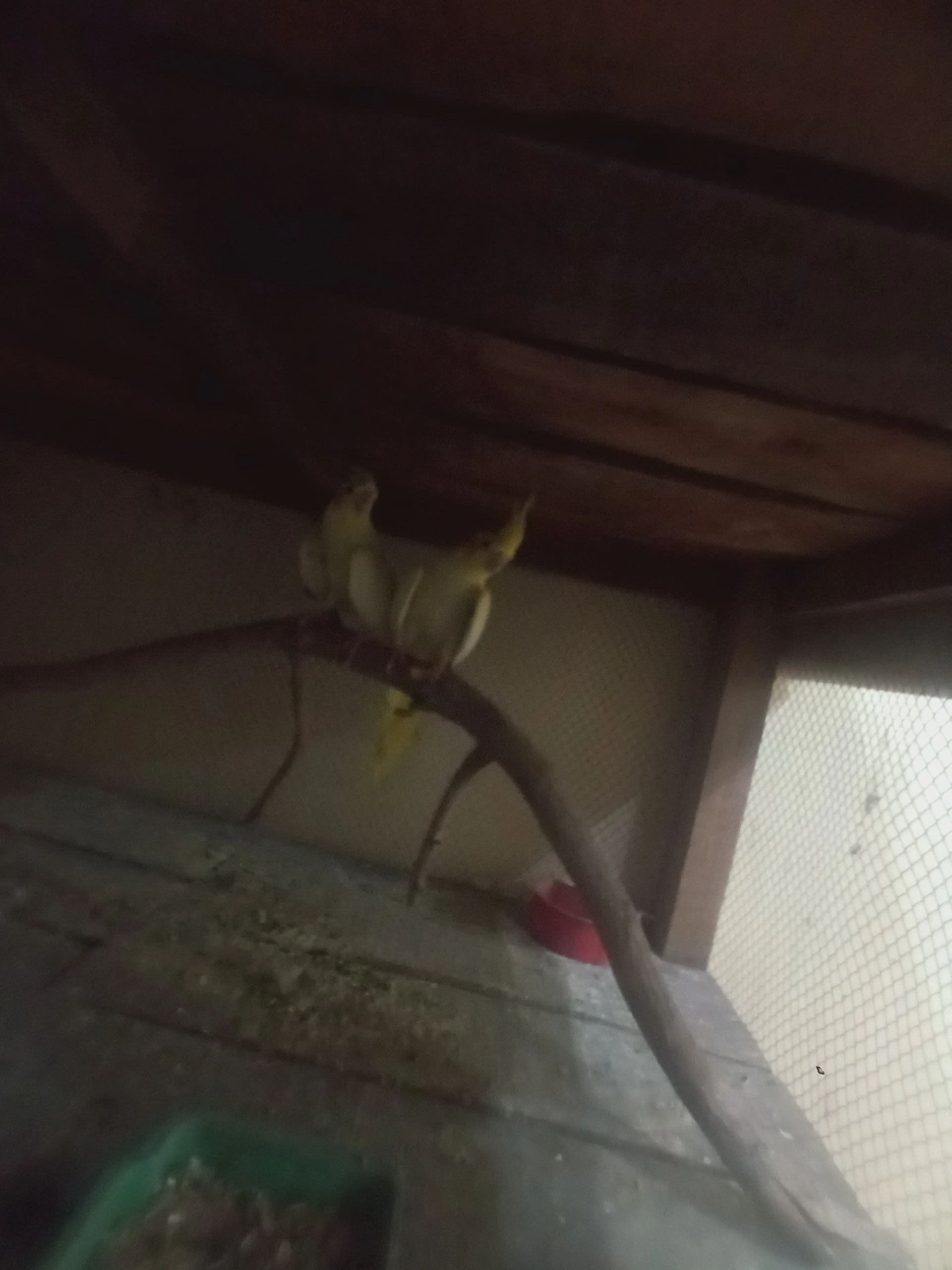 Cockatial Pair For Sale