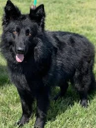 I want to adopt a free German Shepherd dog-Image 2