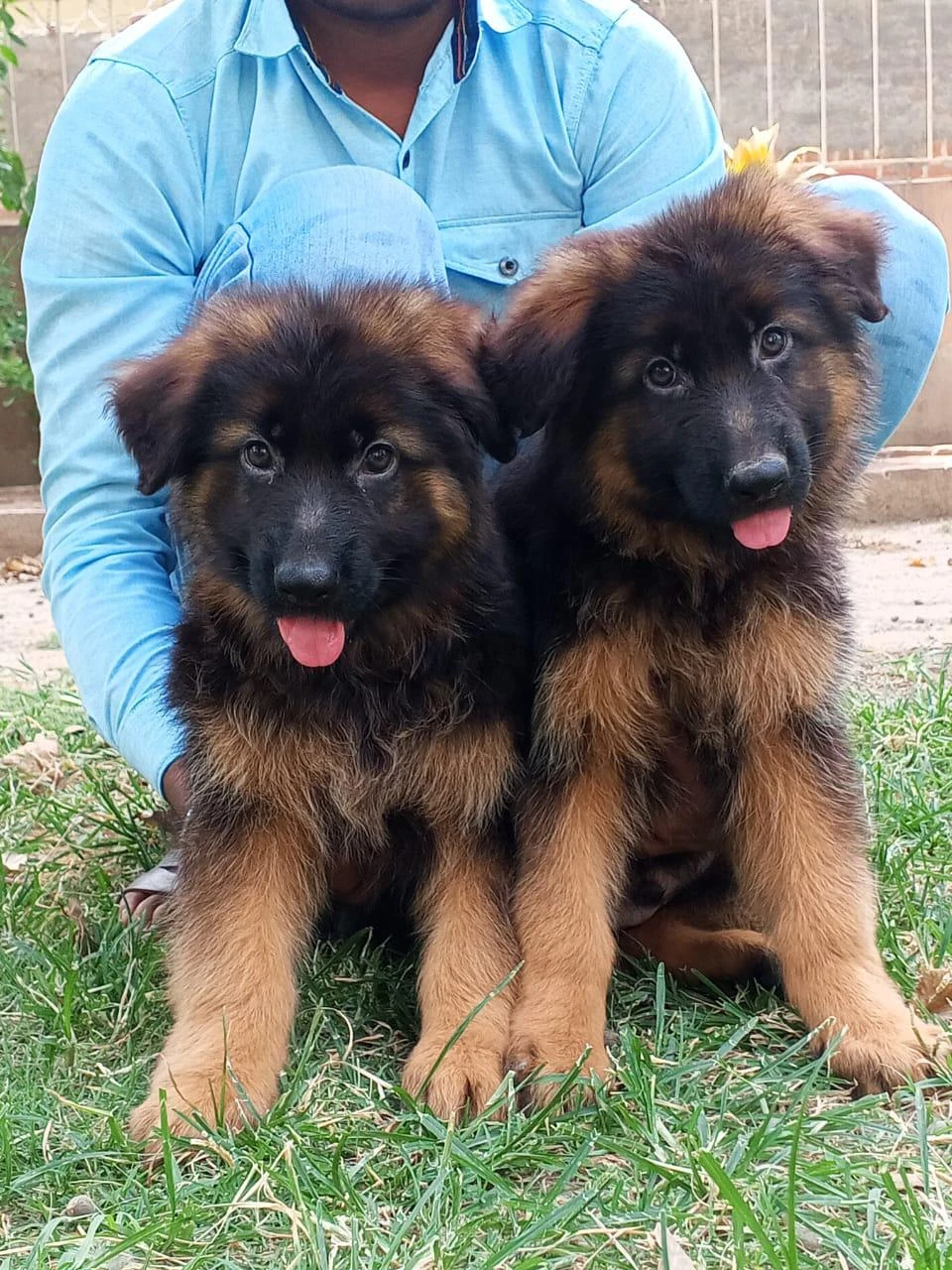 German shepherd puppies for sale