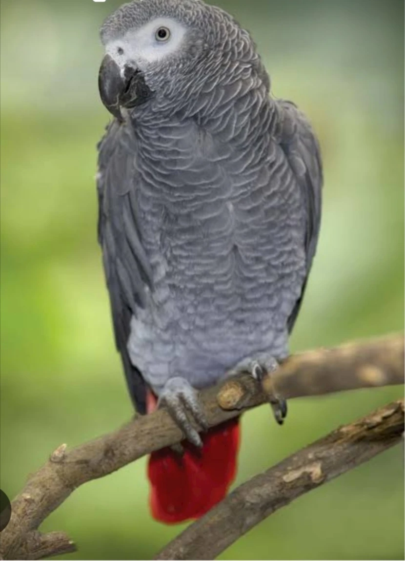 Grey African Parrot-Image 1