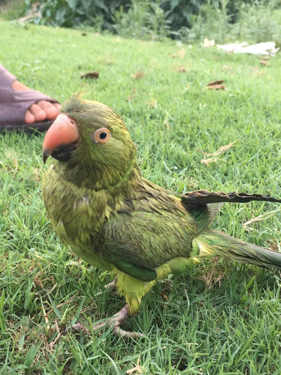 Animals lover Pet bird parrot so Sweet