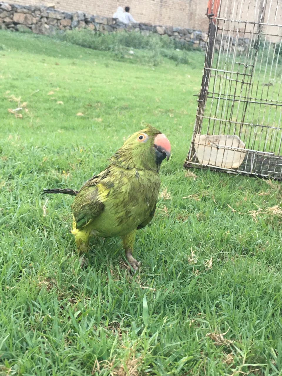 Animals lover Pet bird parrot so Sweet-Image 2